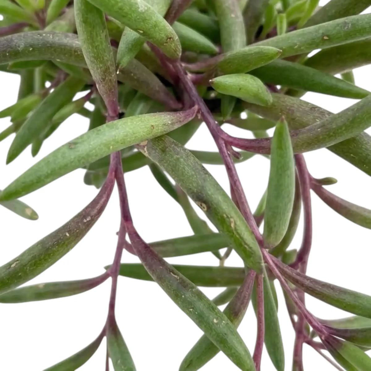 Close-up of Curio herreanus 'Purple Flush' showing narrow, fleshy leaves and purple branching stems