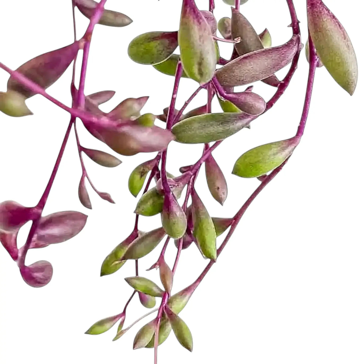 Curio herreanus 'Purple Flush' with pink-purple trailing stems and green leaves tinged purple