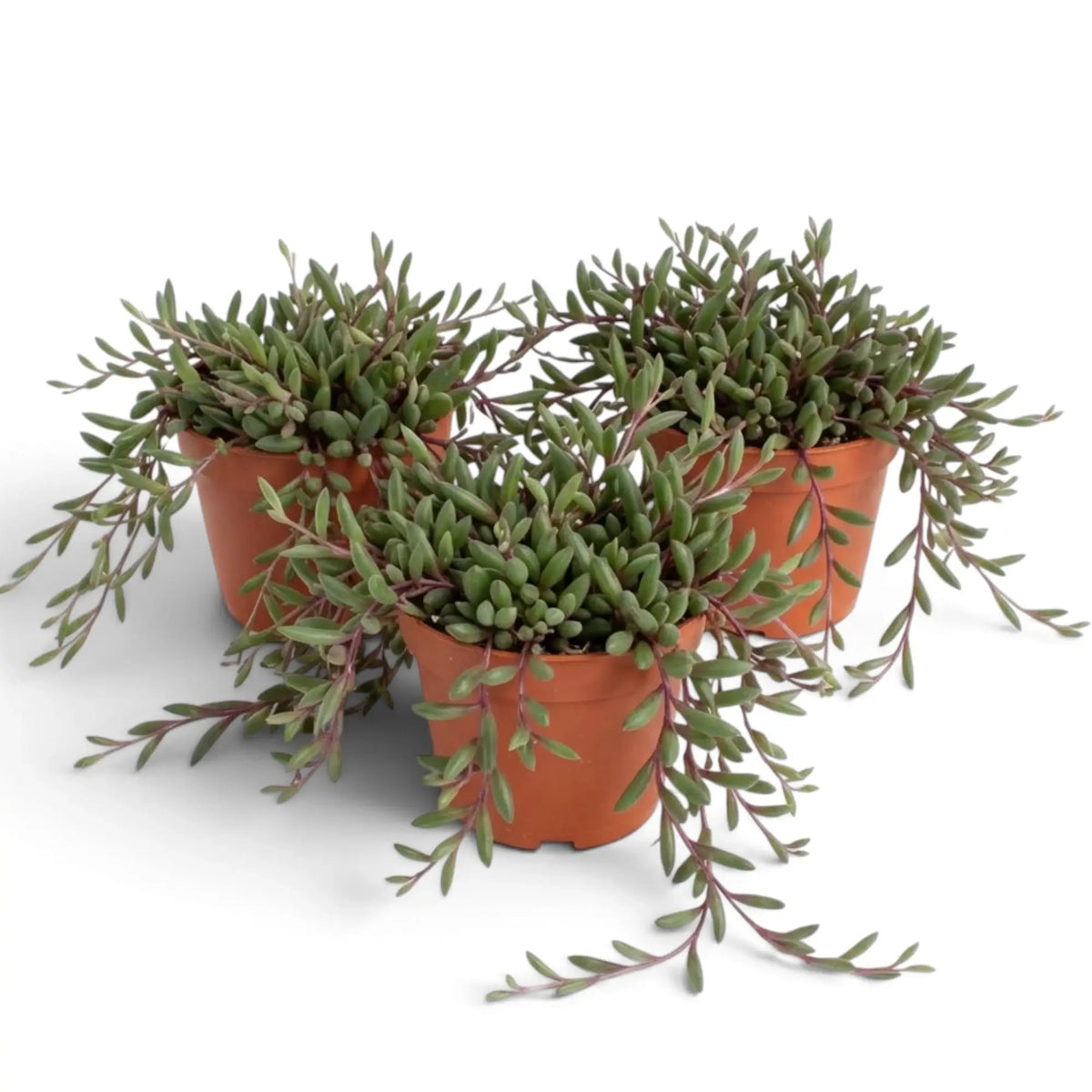 Three potted Curio herreanus 'Purple Flush' plants with long purple stems spilling over the rims