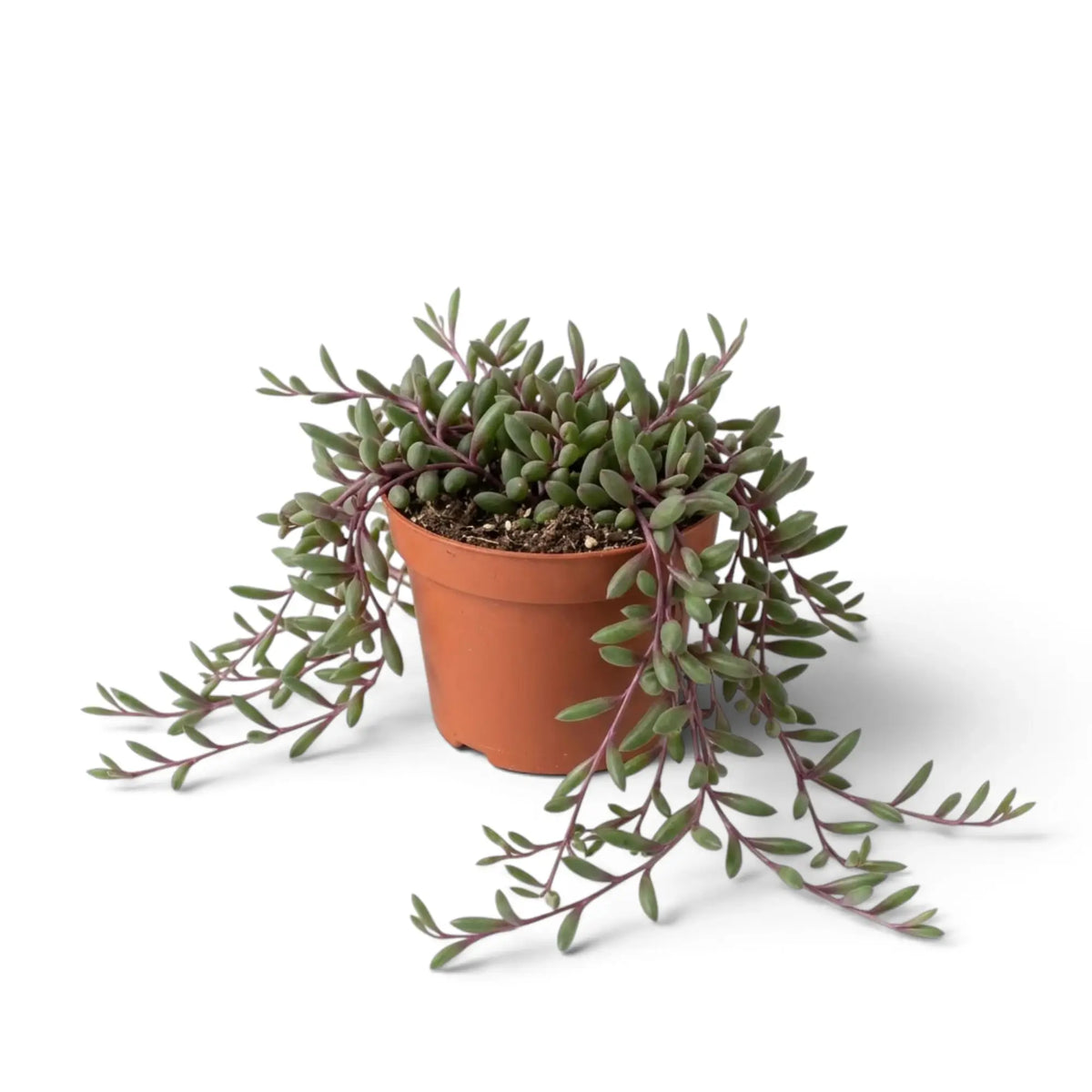 Curio herreanus 'Purple Flush' in a brown pot with green-purple foliage cascading down the front