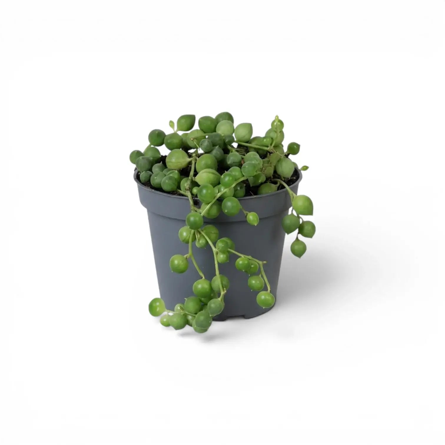 Curio rowleyanus, also Senecio rowleyanus, String of pearls baby plant in a nursery pot.