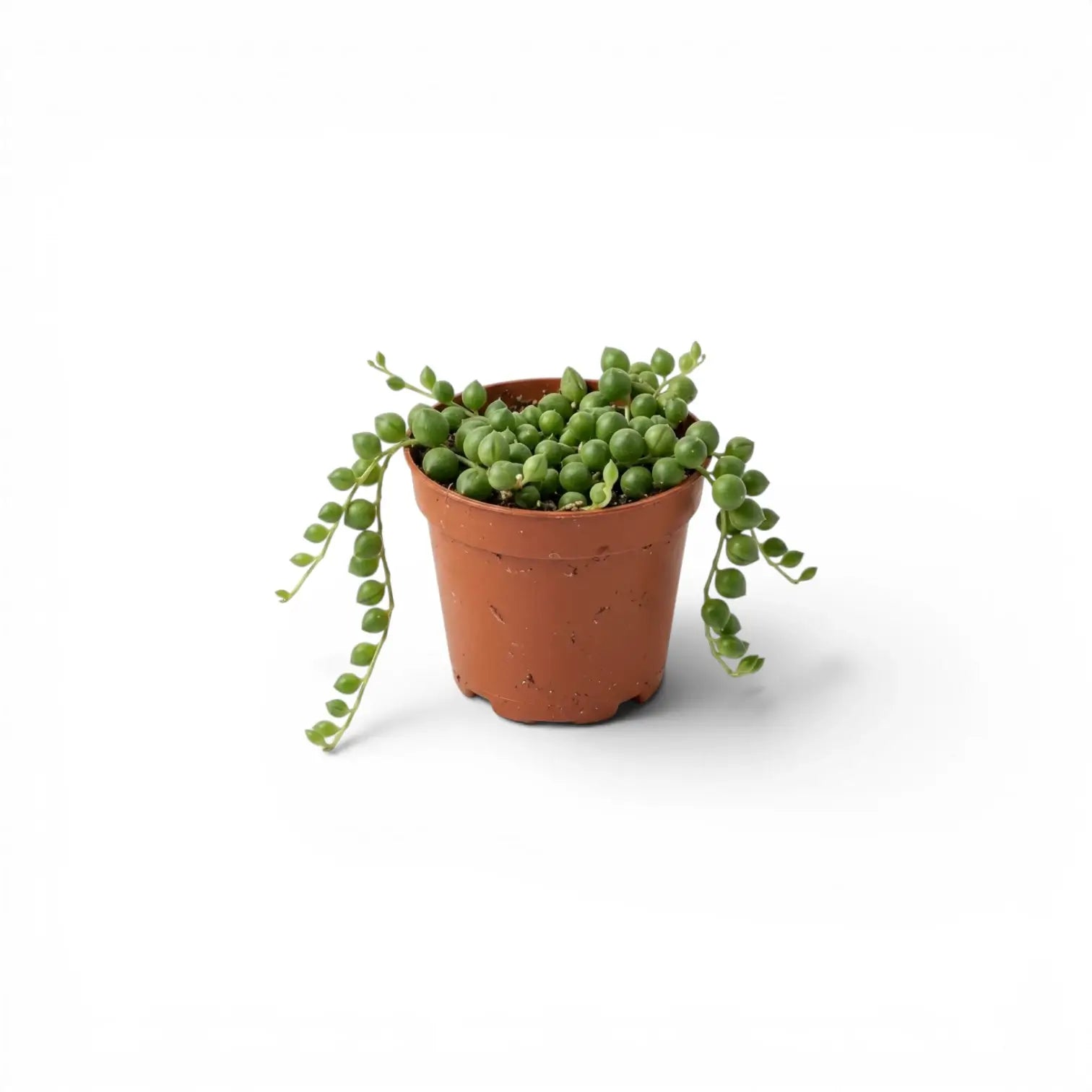 Curio rowleyanus, also Senecio rowleyanus, String of pearls baby plant in a nursery pot.