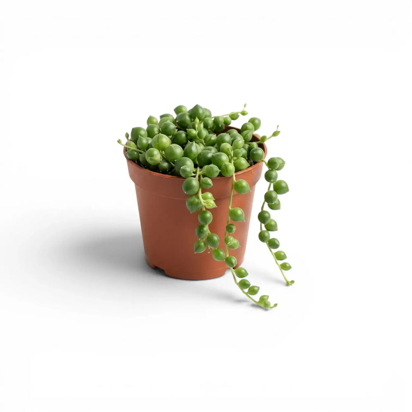 Curio rowleyanus, also Senecio rowleyanus, String of pearls baby plant in a nursery pot.