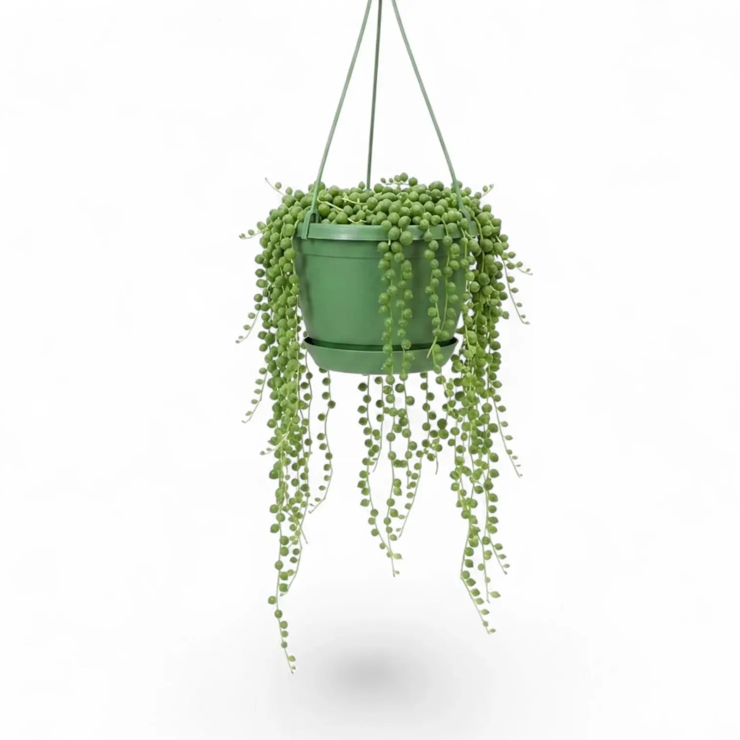 Curio rowleyanus, also Senecio rowleyanus, String of pearls trailing plant in a hanging pot.