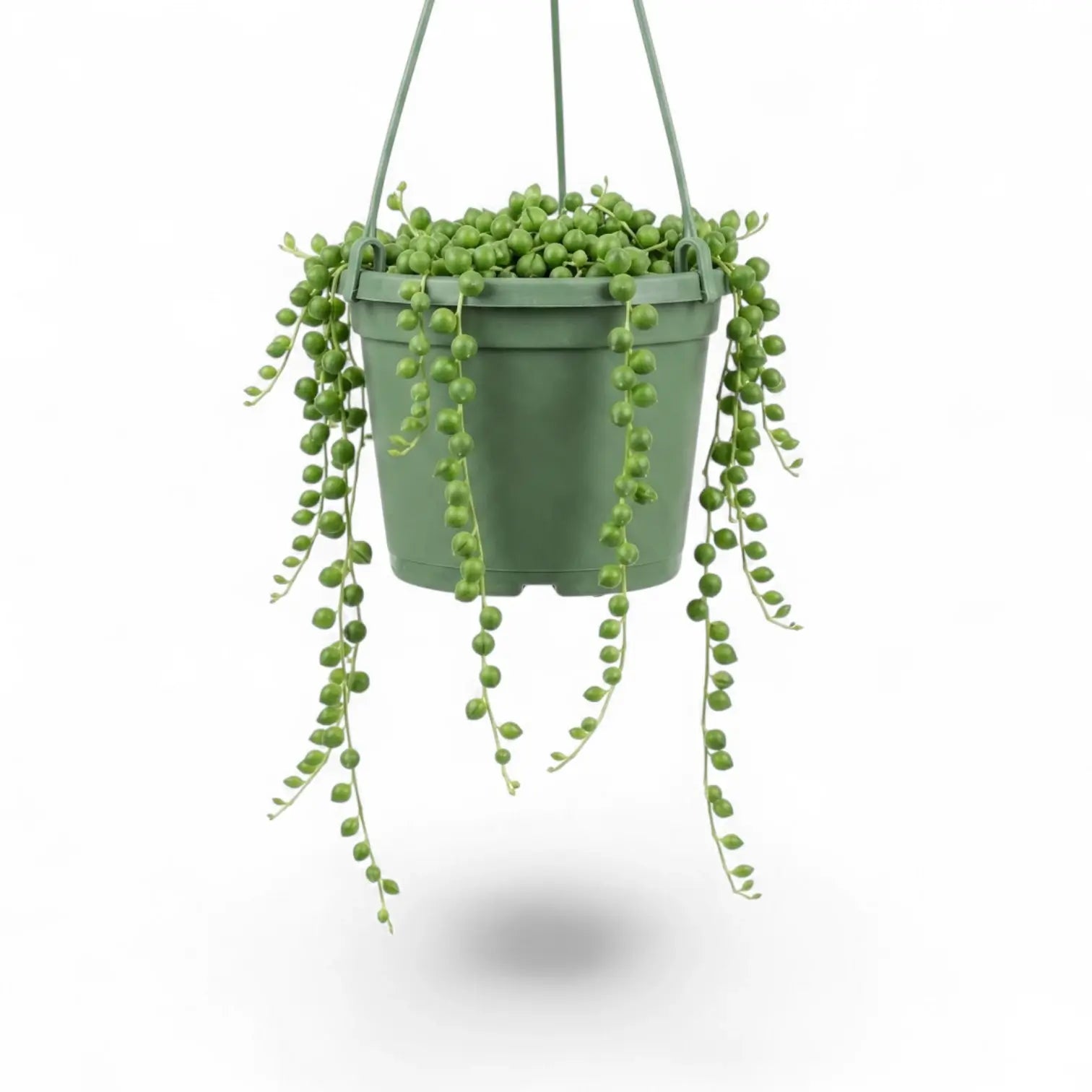 Curio rowleyanus, also Senecio rowleyanus, String of pearls trailing plant in a hanging pot.