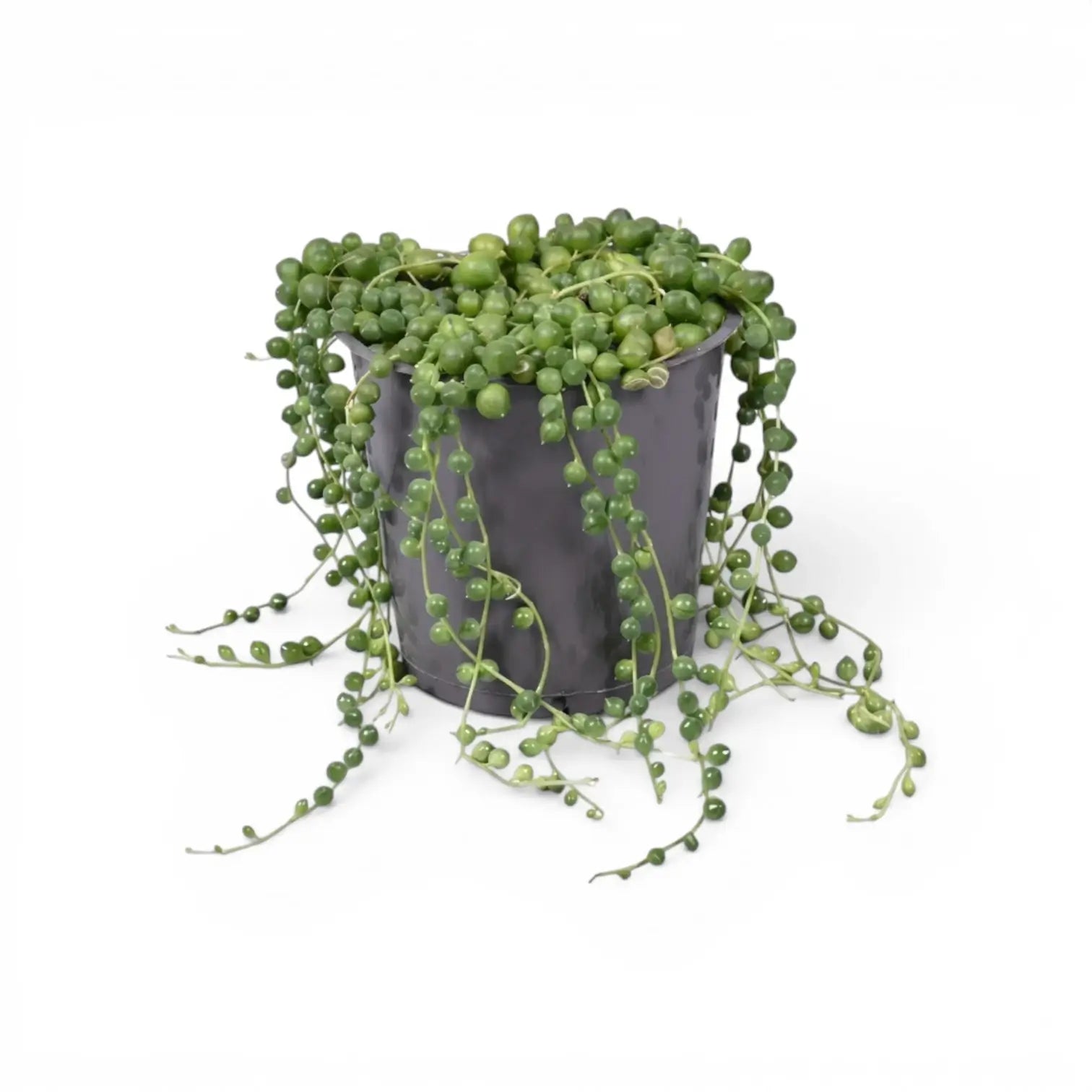 Curio rowleyanus, also Senecio rowleyanus, String of pearls plant in a nursery pot.