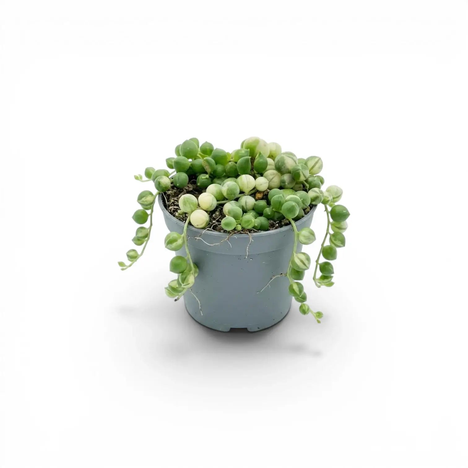 Curio rowleyanus (Senecio rowleyanus), panaschierte Erbsenpflanze als Babypflanze im Kulturtopf.