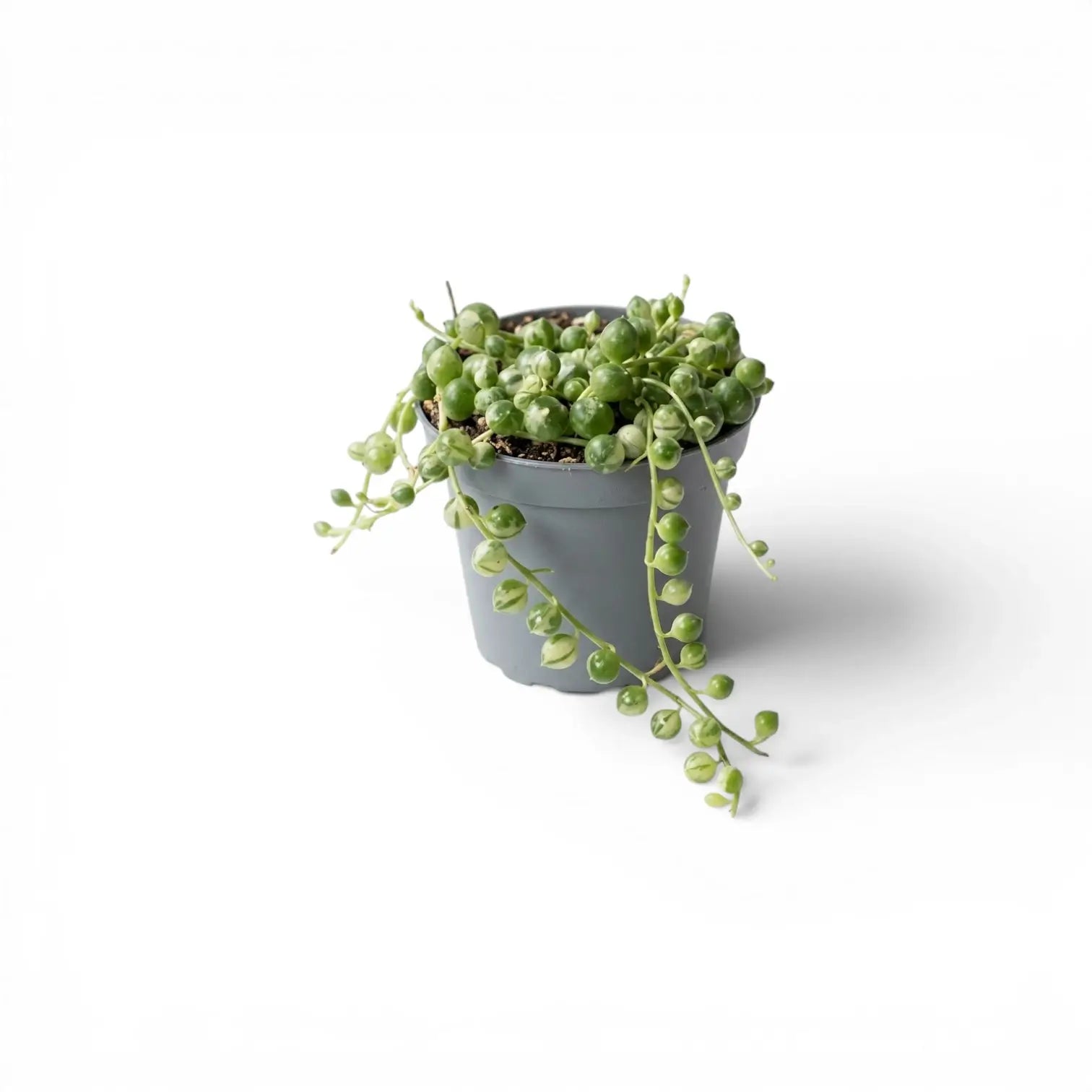 Curio rowleyanus (Senecio rowleyanus), panaschierte Erbsenpflanze als Babypflanze im Kulturtopf.