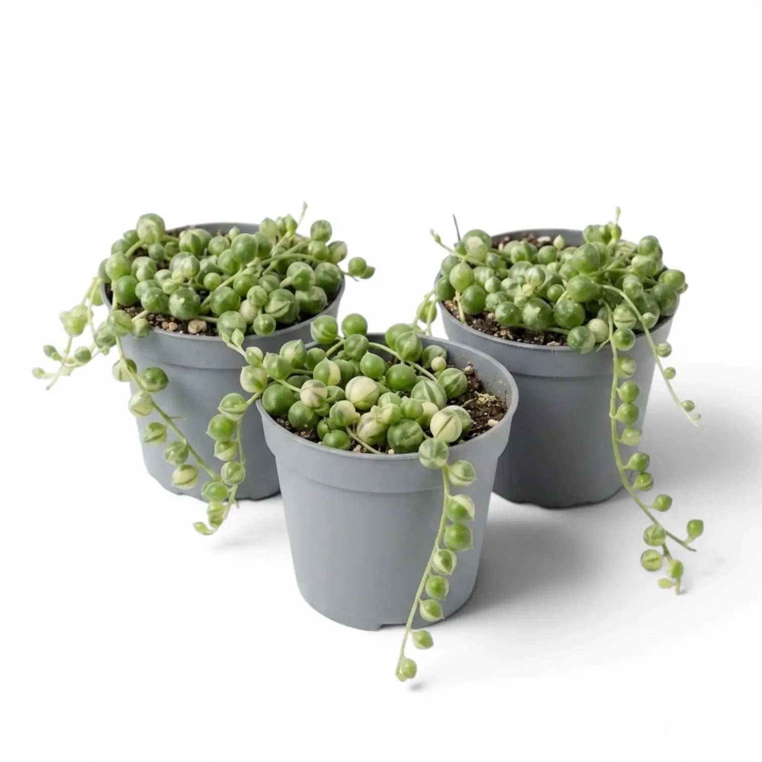 Drei Curio rowleyanus (Senecio rowleyanus), panaschierte Erbsenpflanzen als Babypflanzen in Kulturtöpfen vor weißem Hintergrund.
