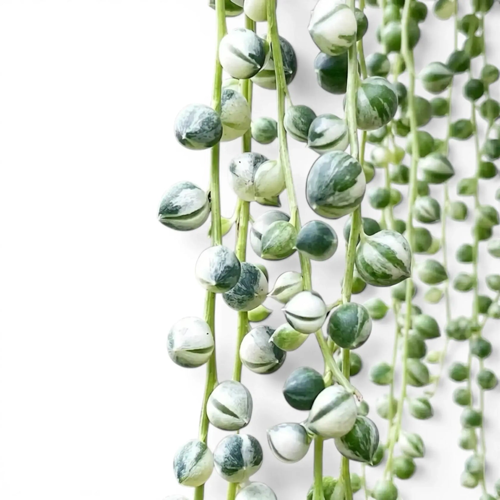 Curio rowleyanus (Senecio rowleyanus), panaschierte Erbsenpflanze mit perlartigen Blättern in Nahaufnahme.