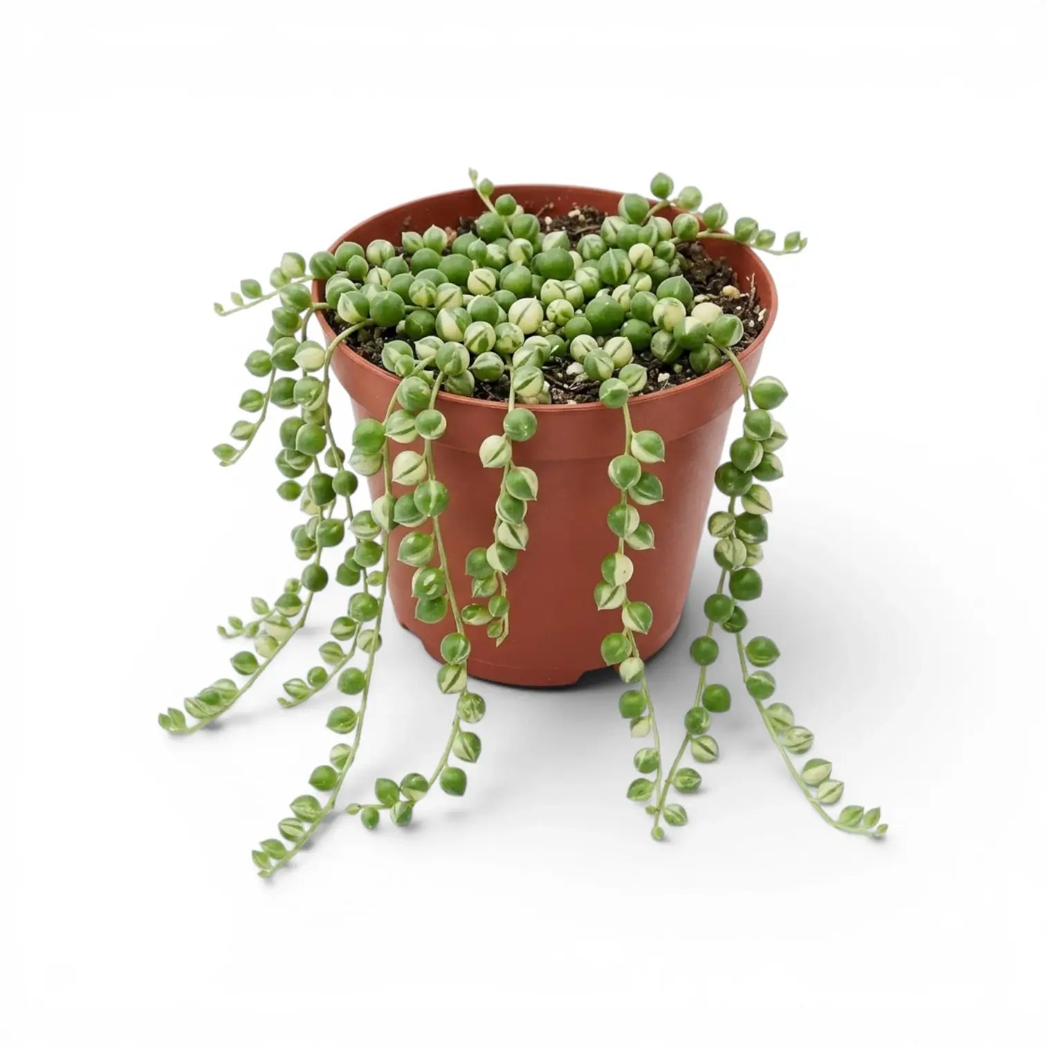 Curio rowleyanus (Senecio rowleyanus), panaschierte Erbsenpflanze im Kulturtopf.