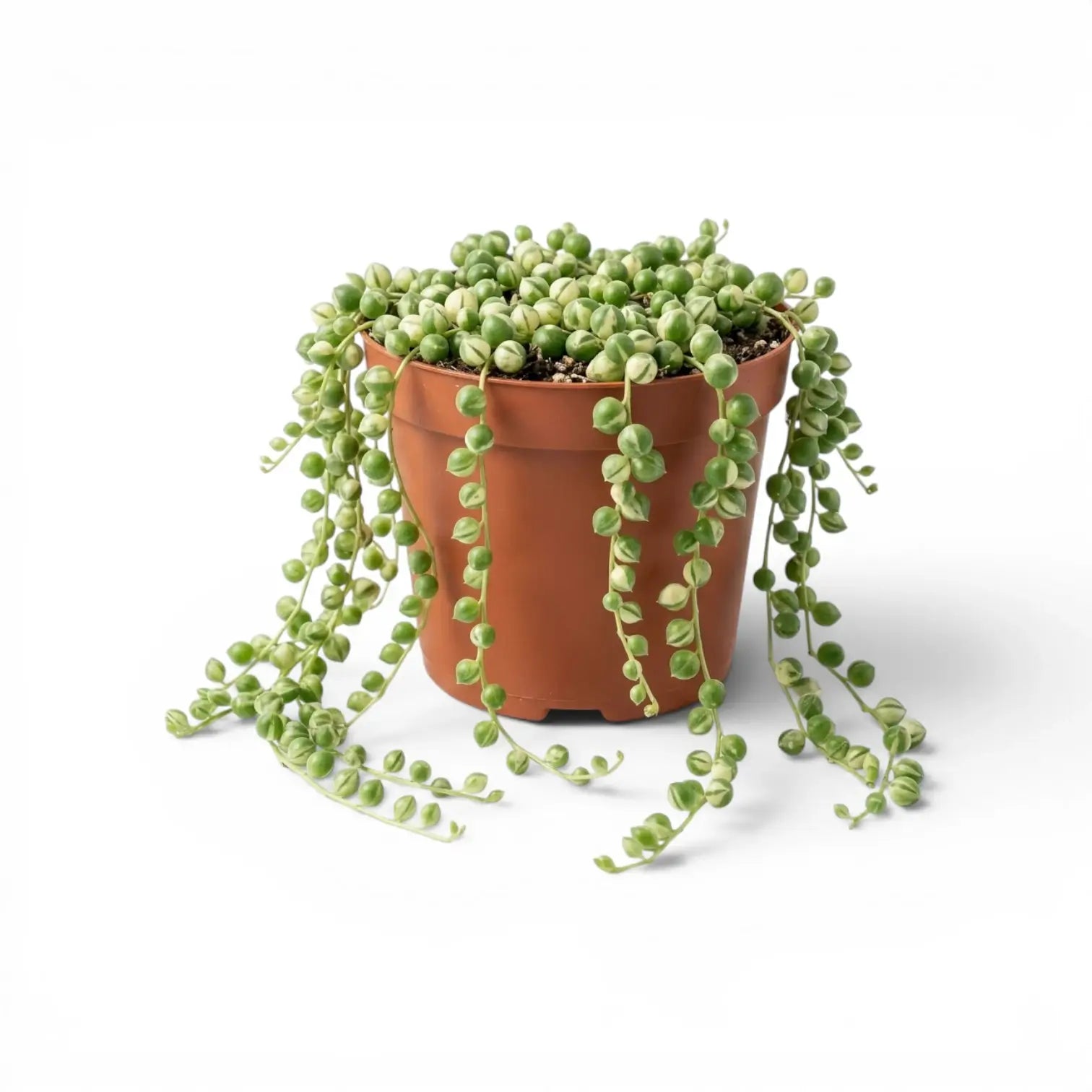 Curio rowleyanus (Senecio rowleyanus), panaschierte Erbsenpflanze im Kulturtopf.