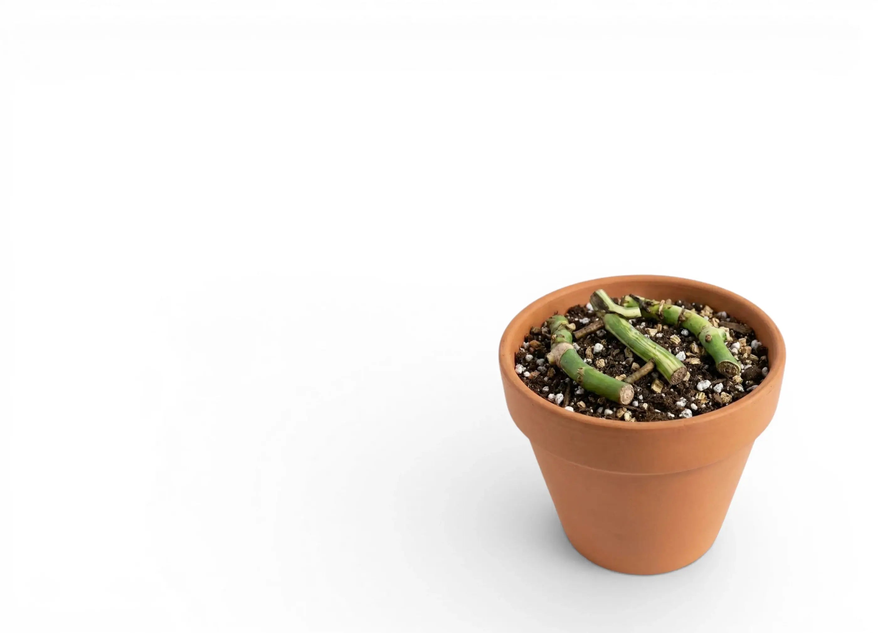 Small terracotta pot with Monstera cuttings being propagated on a white background