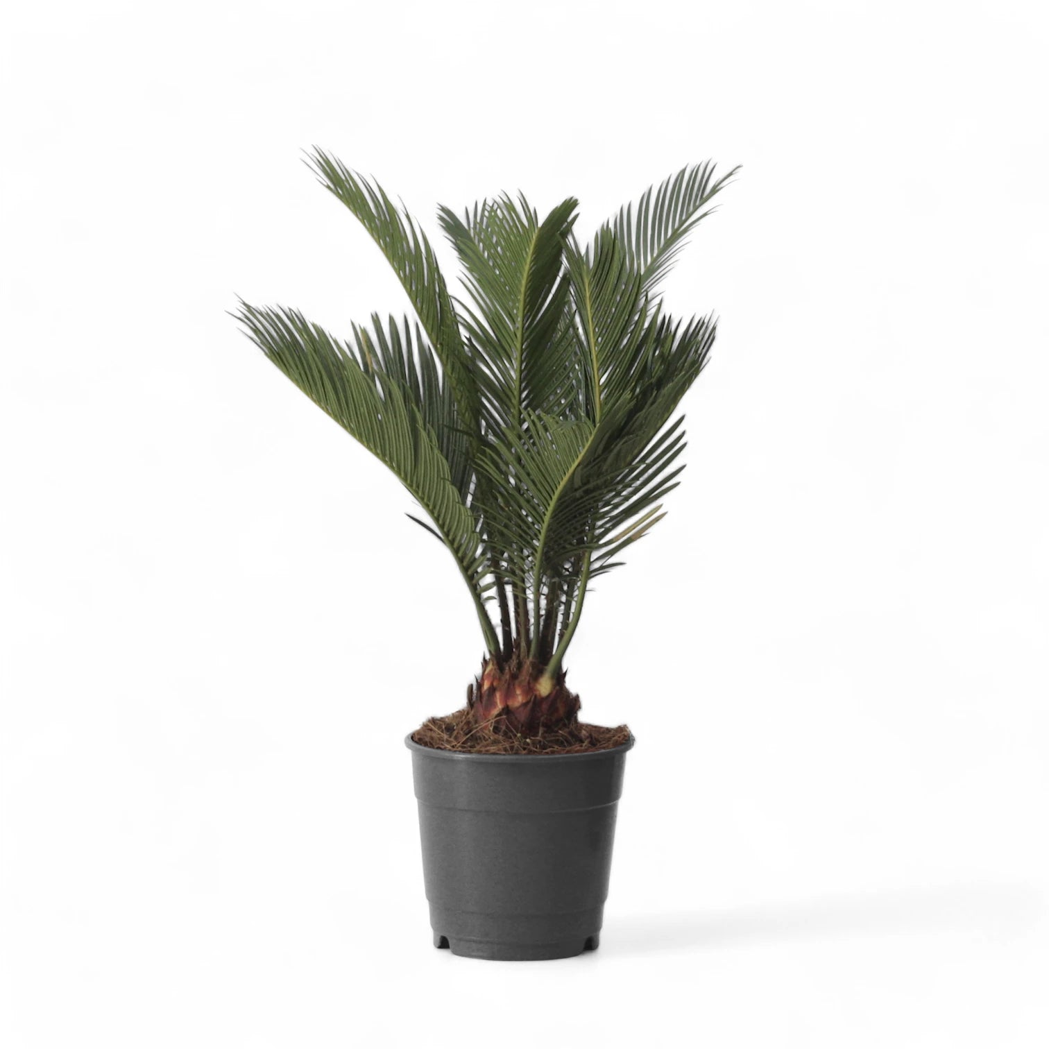 Cycas revoluta potted plant in nursery pot on white background.