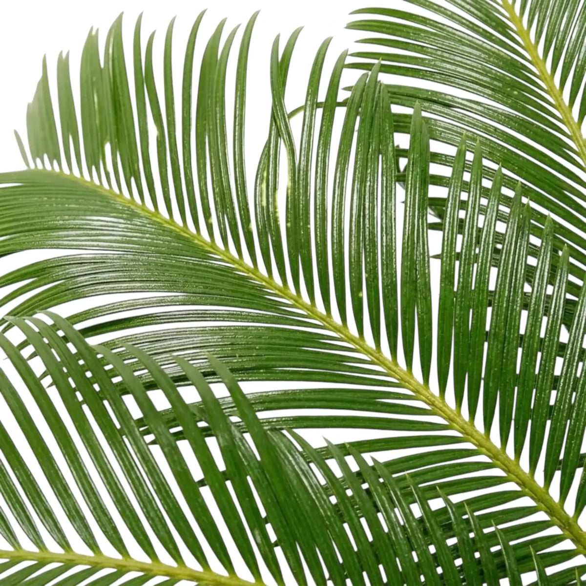 Nahaufnahme der Wedel von Cycas revoluta mit schmalen, dicht angeordneten grünen Fiederblättchen