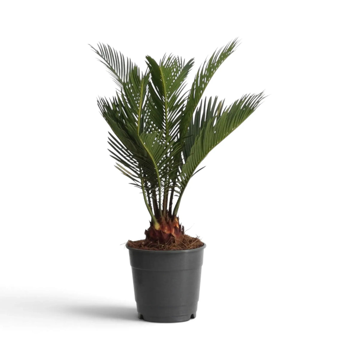 Cycas revoluta im dunklen Topf mit kurzem Stamm und aufrechten grünen Wedeln