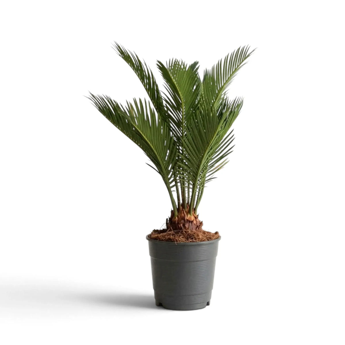 Cycas revoluta im Topf mit aufrechten, fein gefiederten Wedeln und sichtbarem, faserigem Stammfuß