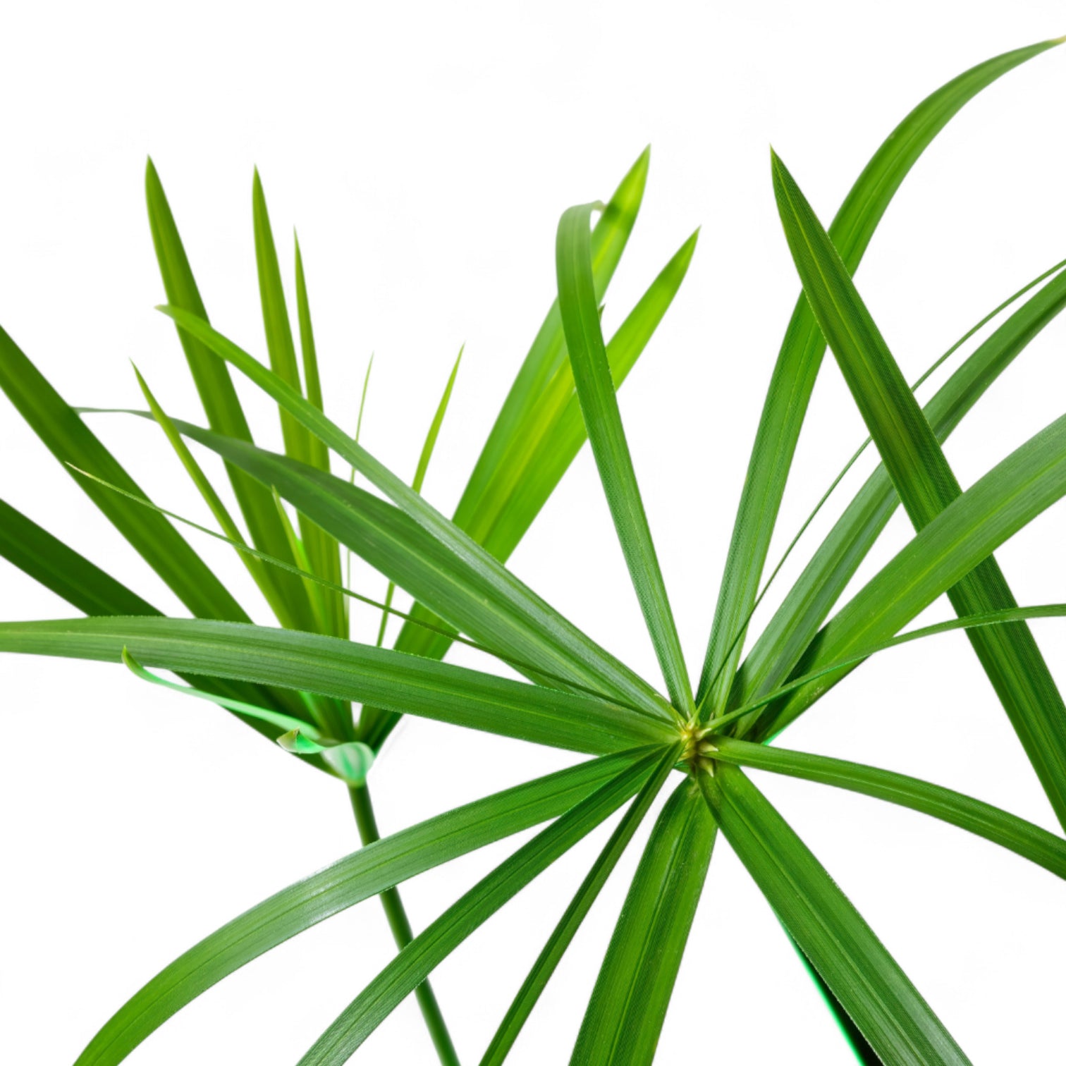Nahaufnahme von Cyperus alternifolius ‘Zumula’ (Cat Grass) vor weißem Hintergrund.