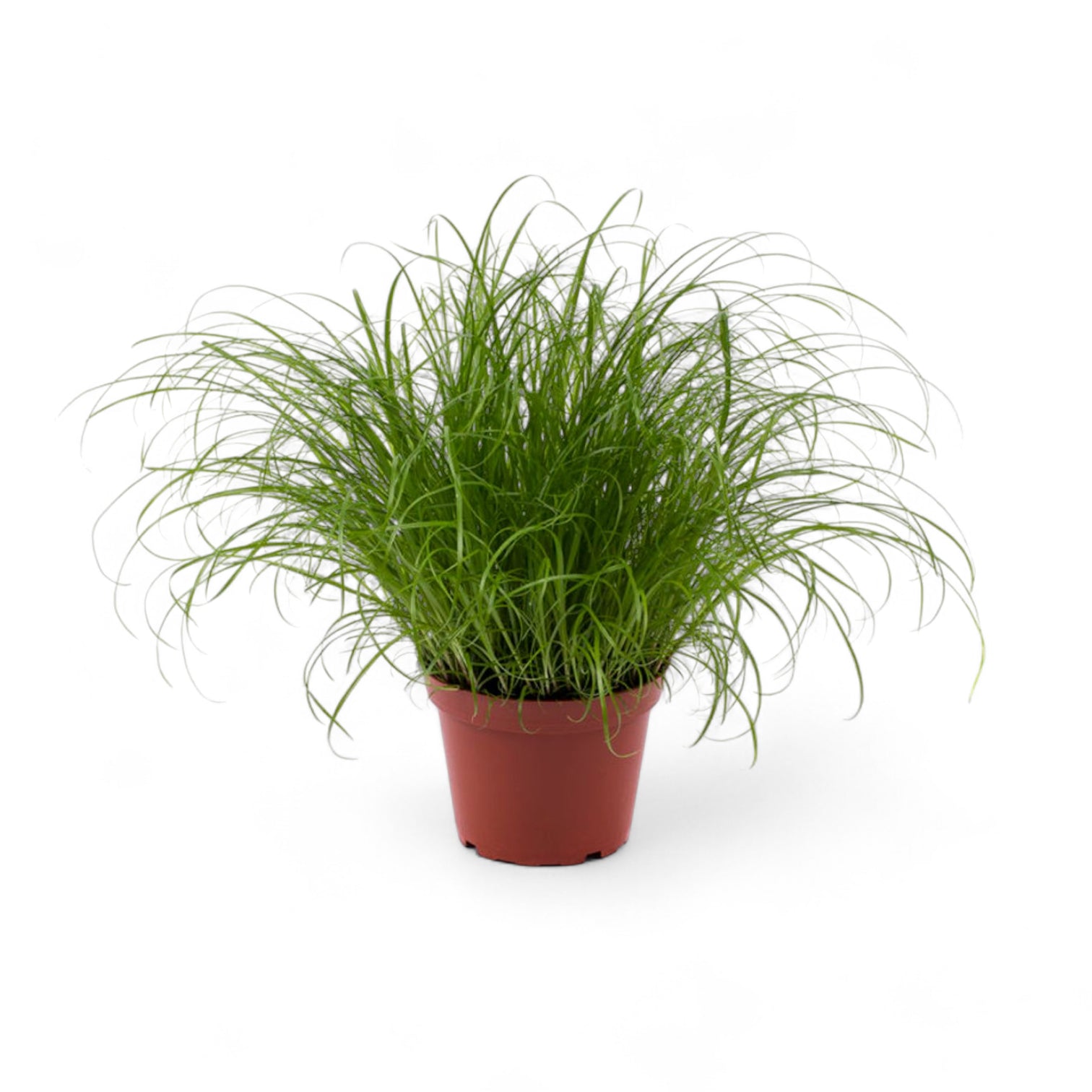 Cyperus alternifolius ‘Zumula’ (Katzengras) – Topfpflanze im Kulturtopf vor weißem Hintergrund, Produktfoto 4.