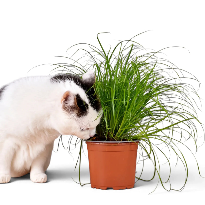 Schwarz-weiße Katze schnuppert an den Blättern von Katzengras (Cyperus 'Zumula') im Topf