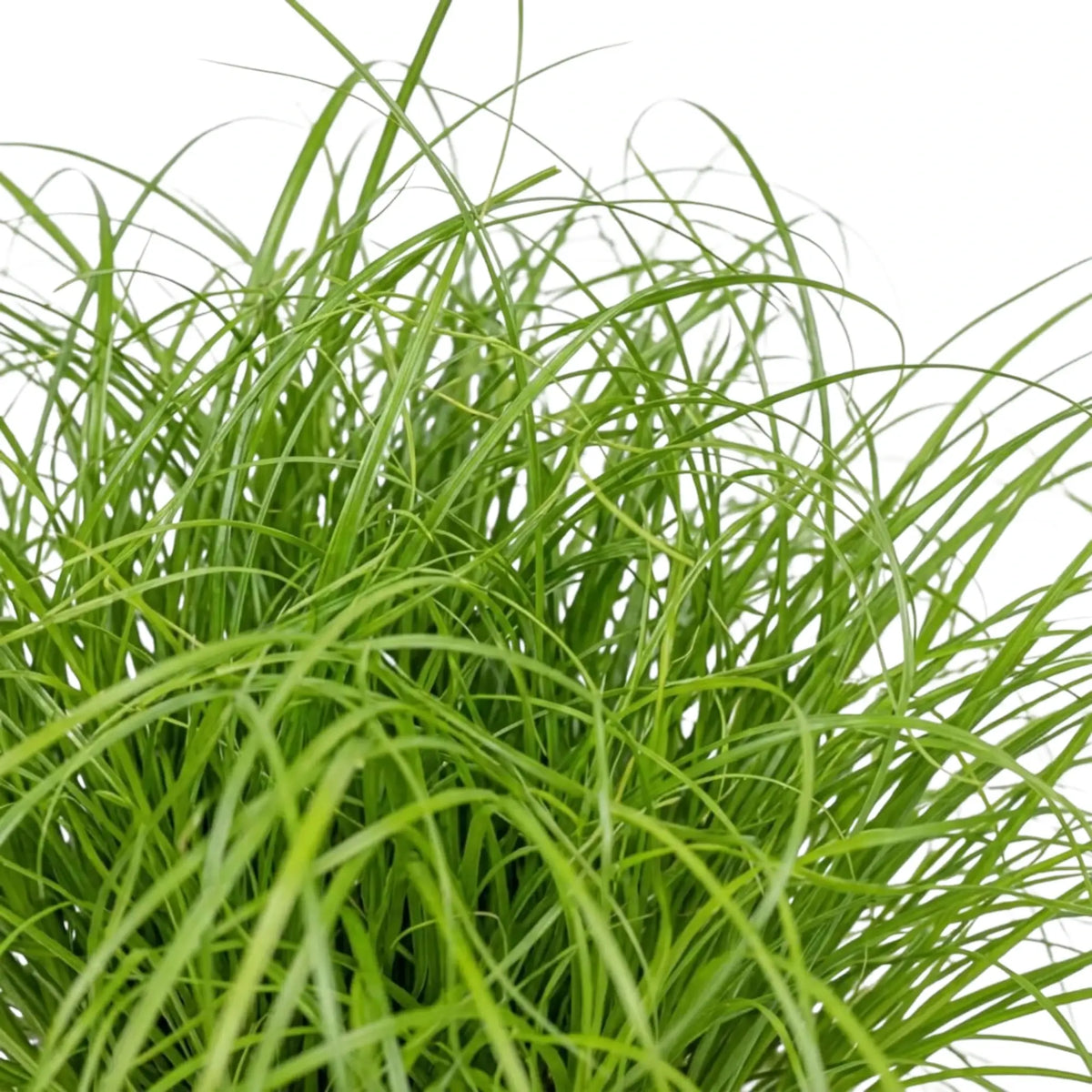 Close-up of thin, arching green Cyperus 'Zumula' cat grass leaves