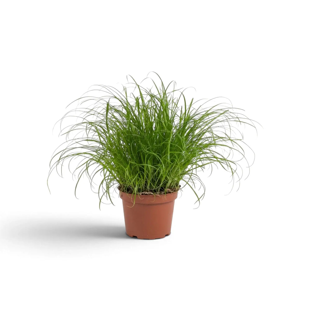 Cyperus 'Zumula' cat grass in a terracotta pot with soft arching green blades