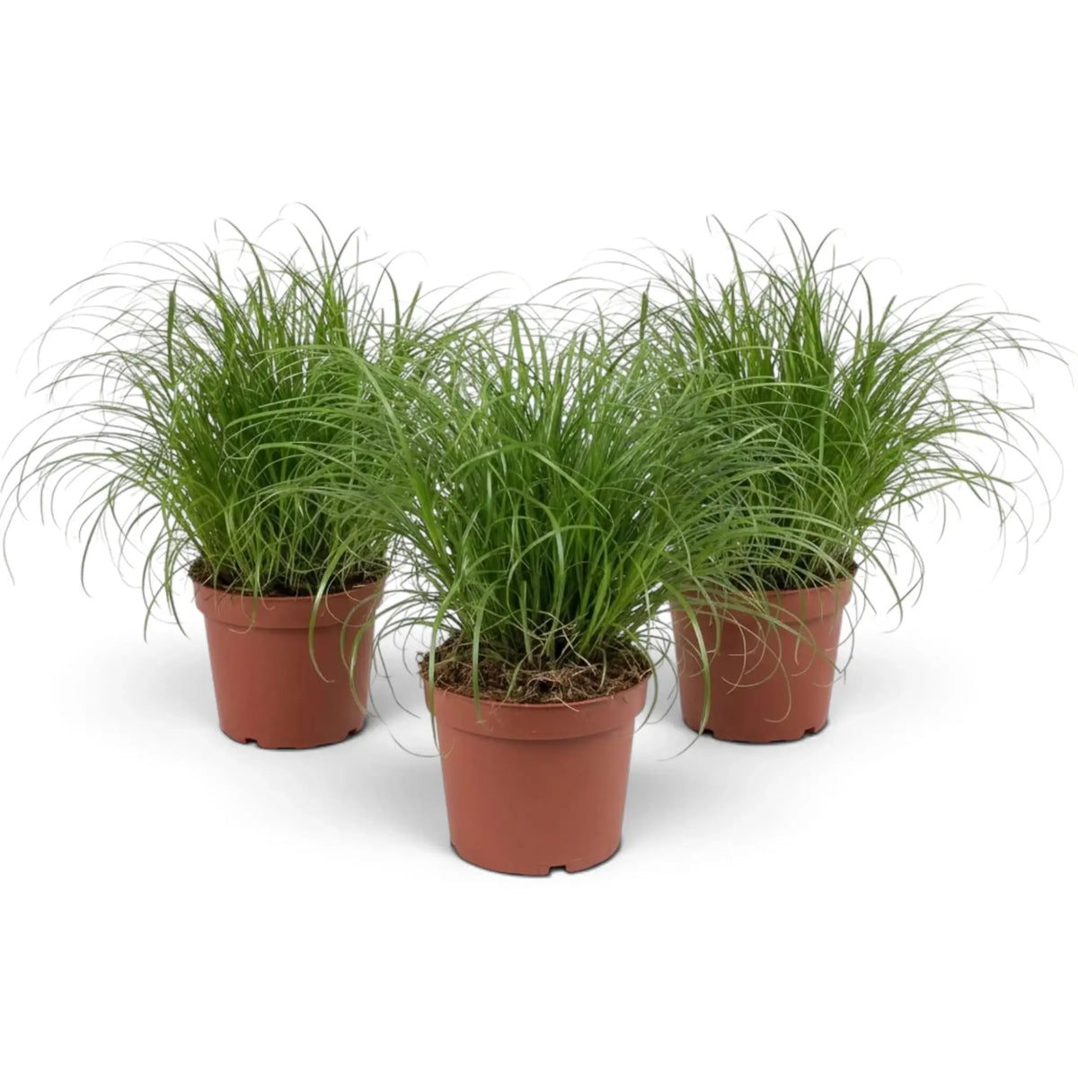 Three full Cyperus 'Zumula' cat grass plants with fine, outward-curving blades