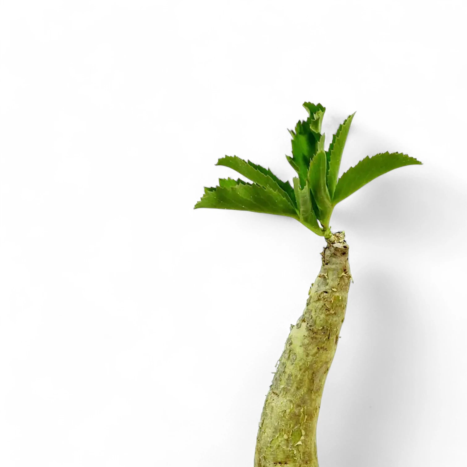 Cyphostemma juttae leaf detail on white background.