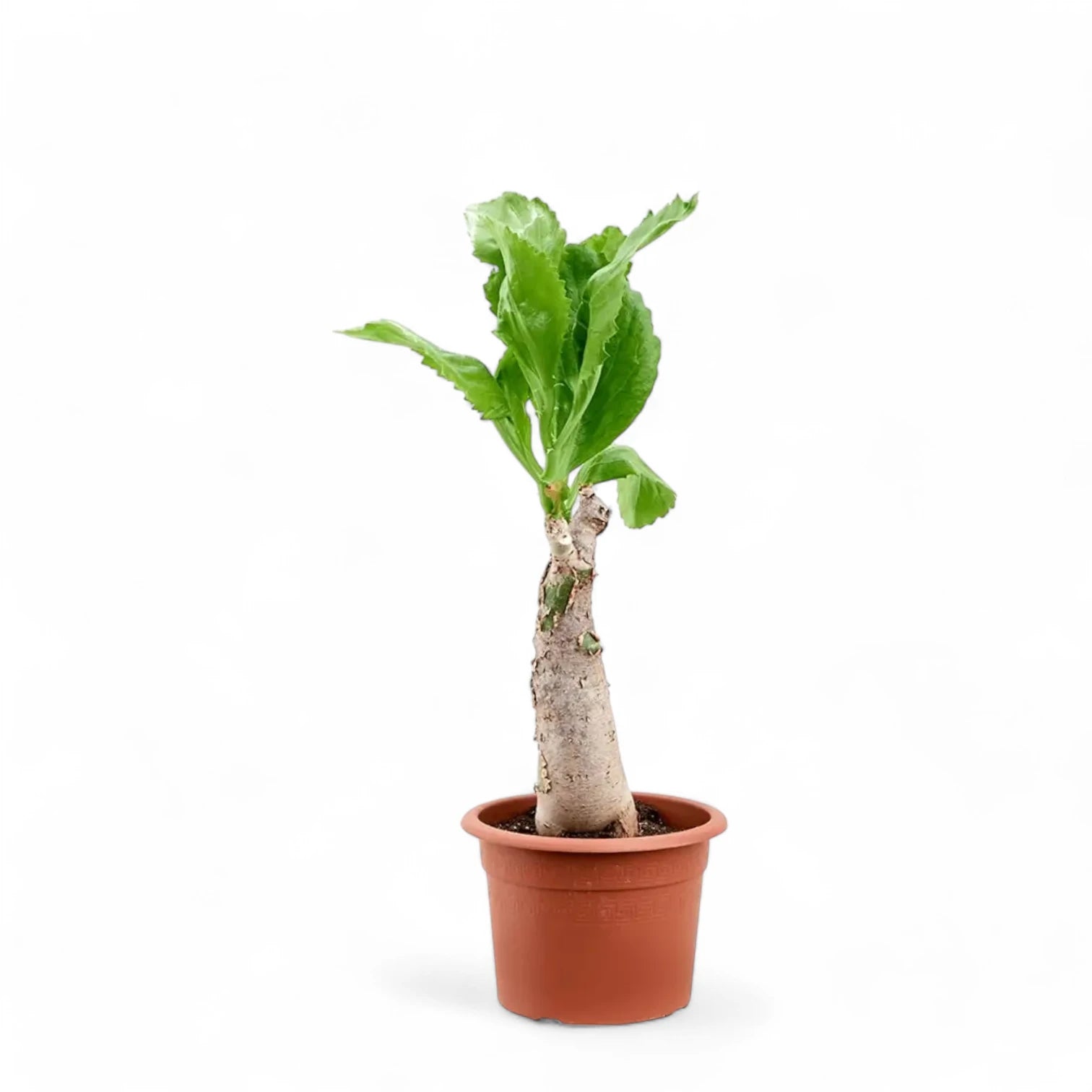 Cyphostemma juttae potted plant in nursery pot on white background.