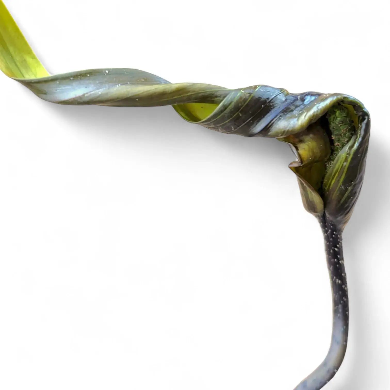 Cyrtosperma hambalii potted plant in nursery pot on white background.