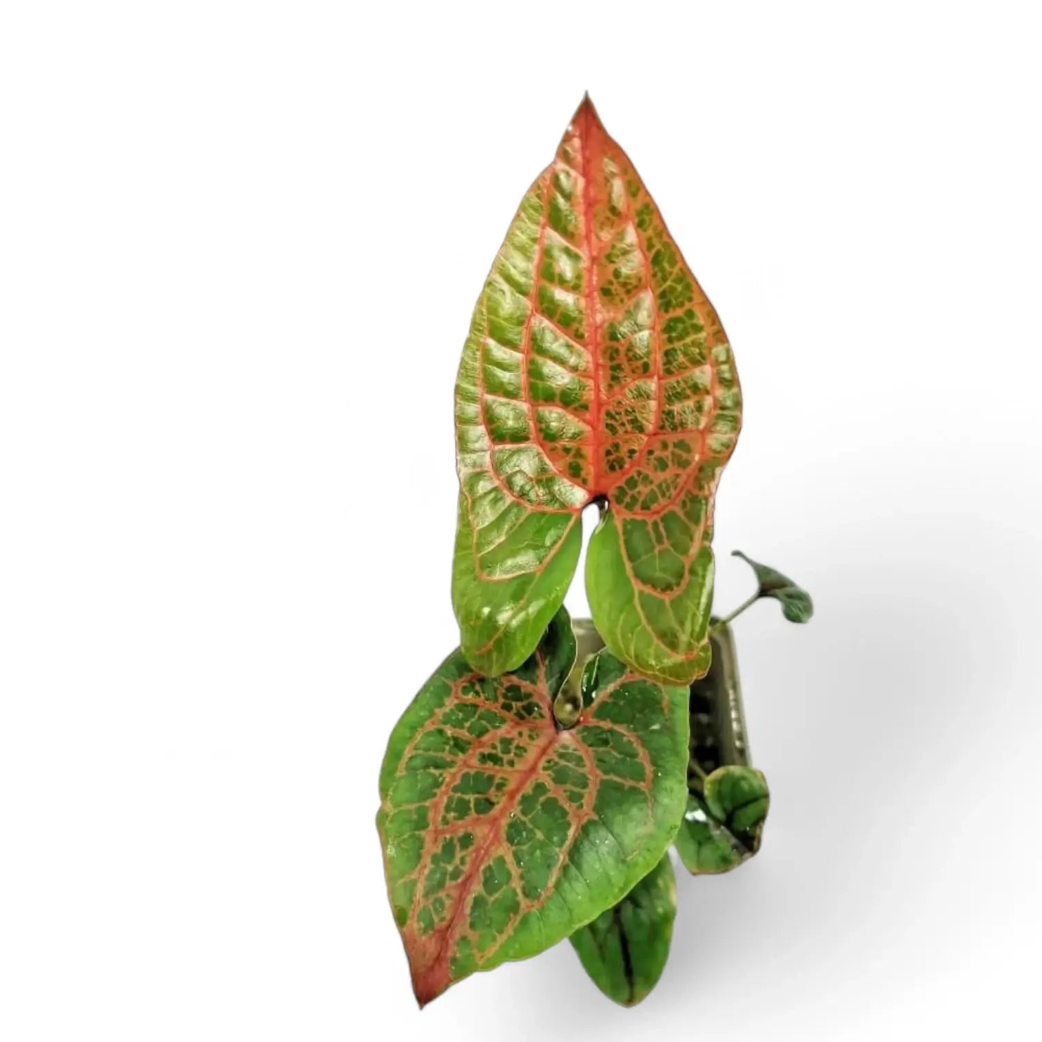 Cyrtosperma johnstonii – Topfpflanze im Kulturtopf vor weißem Hintergrund, Produktfoto 11.