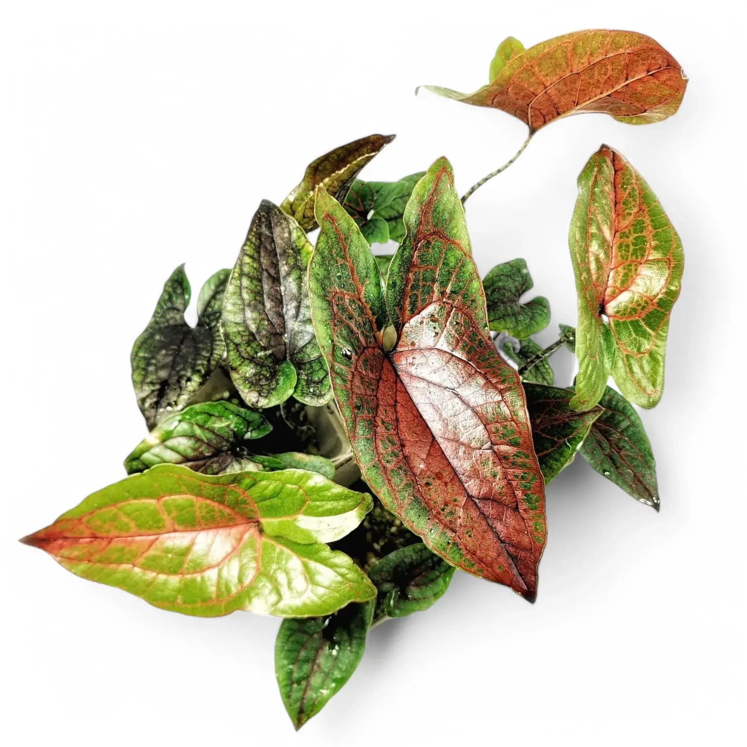 Cyrtosperma johnstonii – Topfpflanze im Kulturtopf vor weißem Hintergrund, Produktfoto 12.