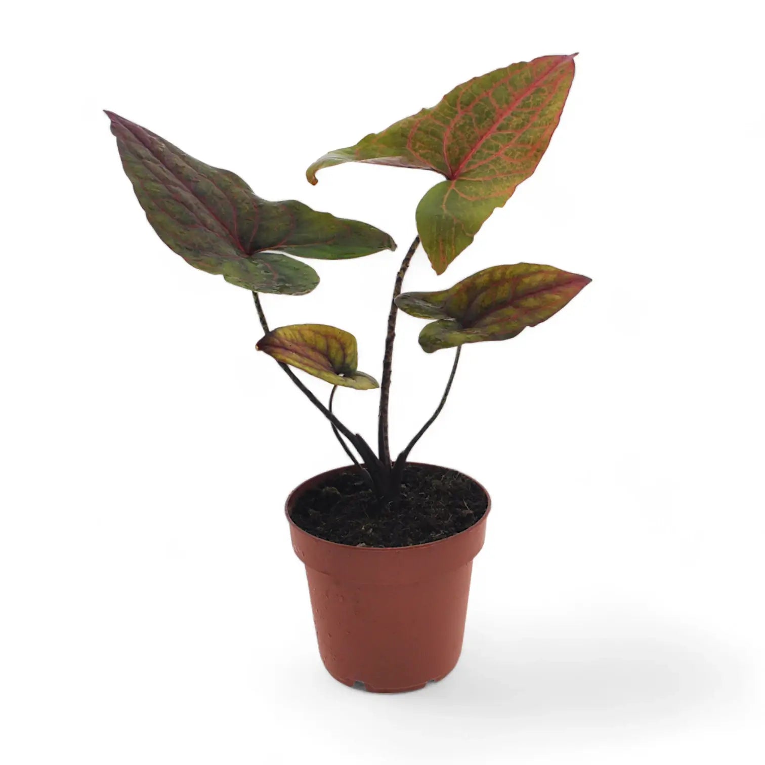 Cyrtosperma johnstonii – Topfpflanze im Kulturtopf vor weißem Hintergrund, Produktfoto 2.