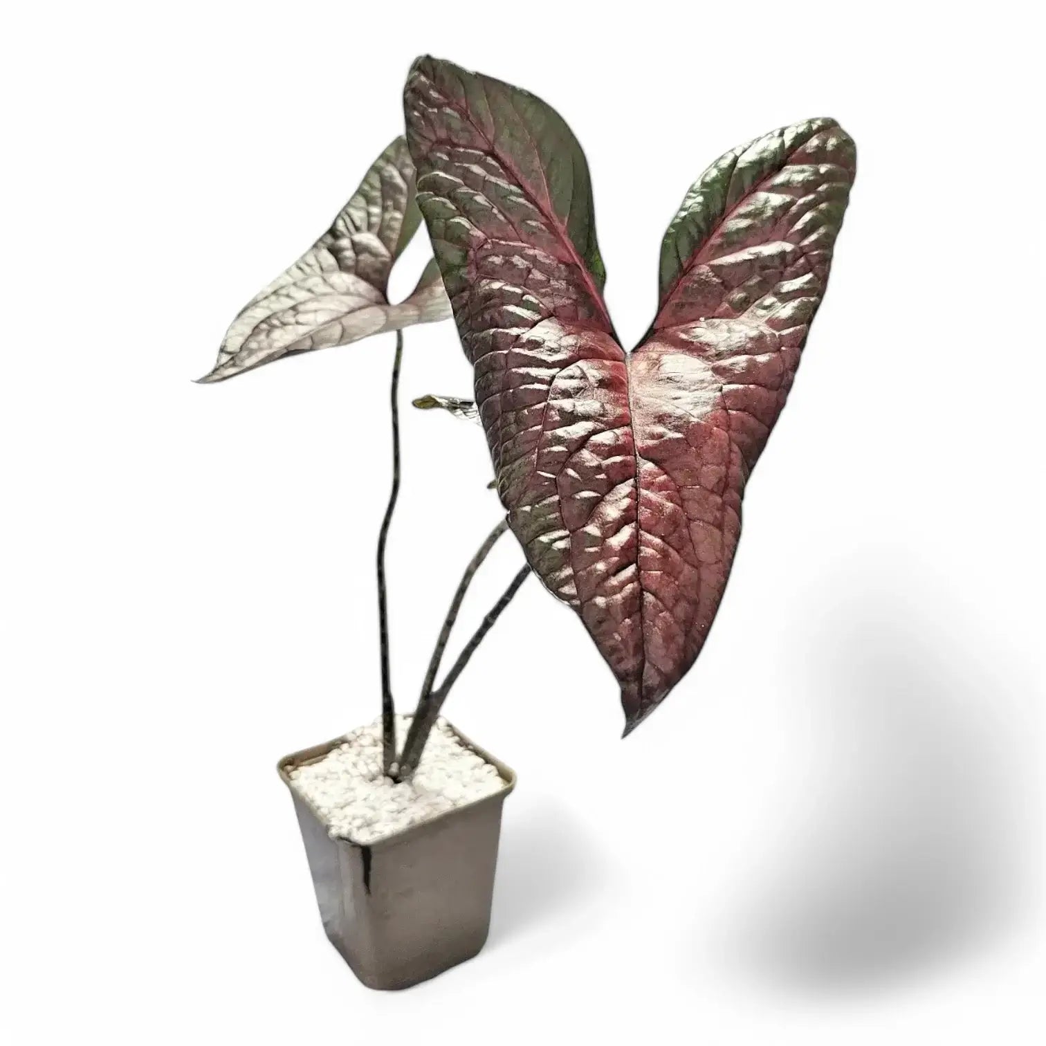 Cyrtosperma johnstonii – Topfpflanze im Kulturtopf vor weißem Hintergrund, Produktfoto 5.