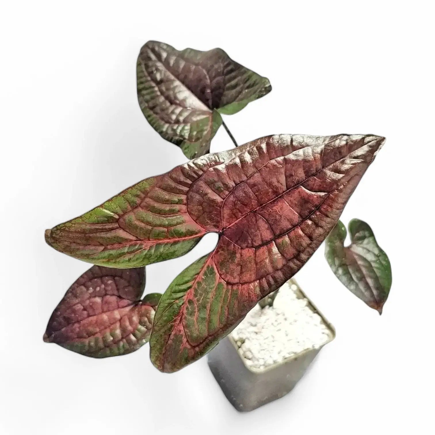 Cyrtosperma johnstonii – Topfpflanze im Kulturtopf vor weißem Hintergrund, Produktfoto 6.