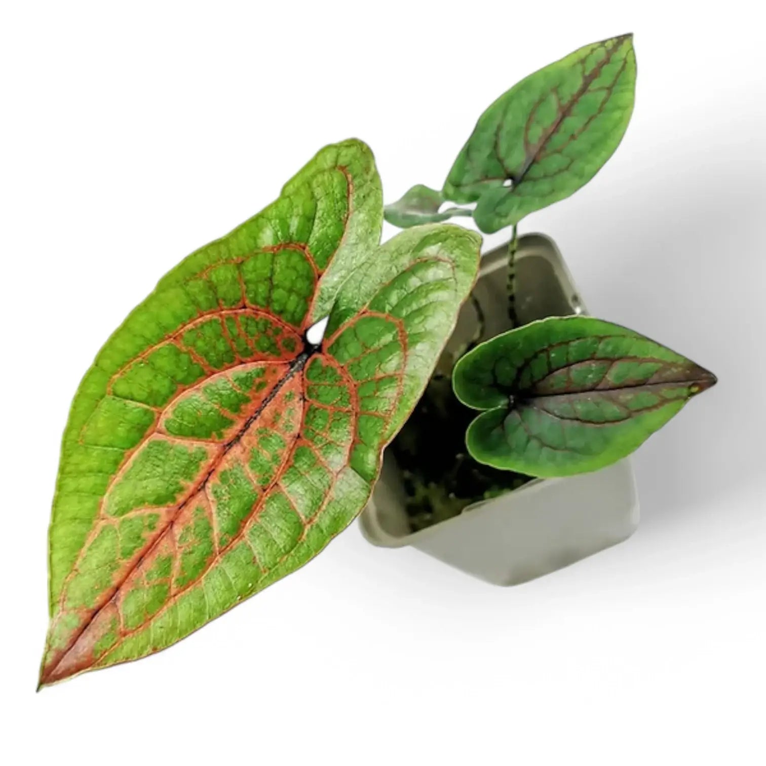 Cyrtosperma johnstonii – Topfpflanze im Kulturtopf vor weißem Hintergrund, Produktfoto 7.