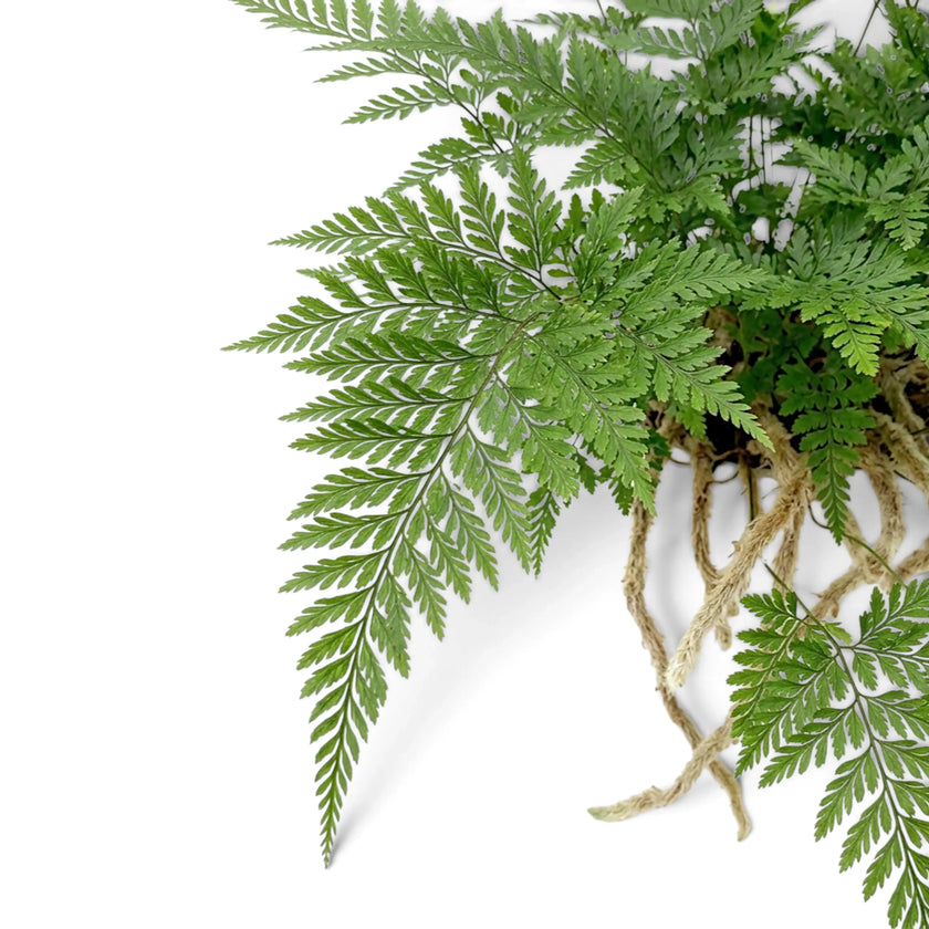 Nahaufnahme von Wedeln und behaarten Rhizomen von Davallia tyermanii über dem Topfrand