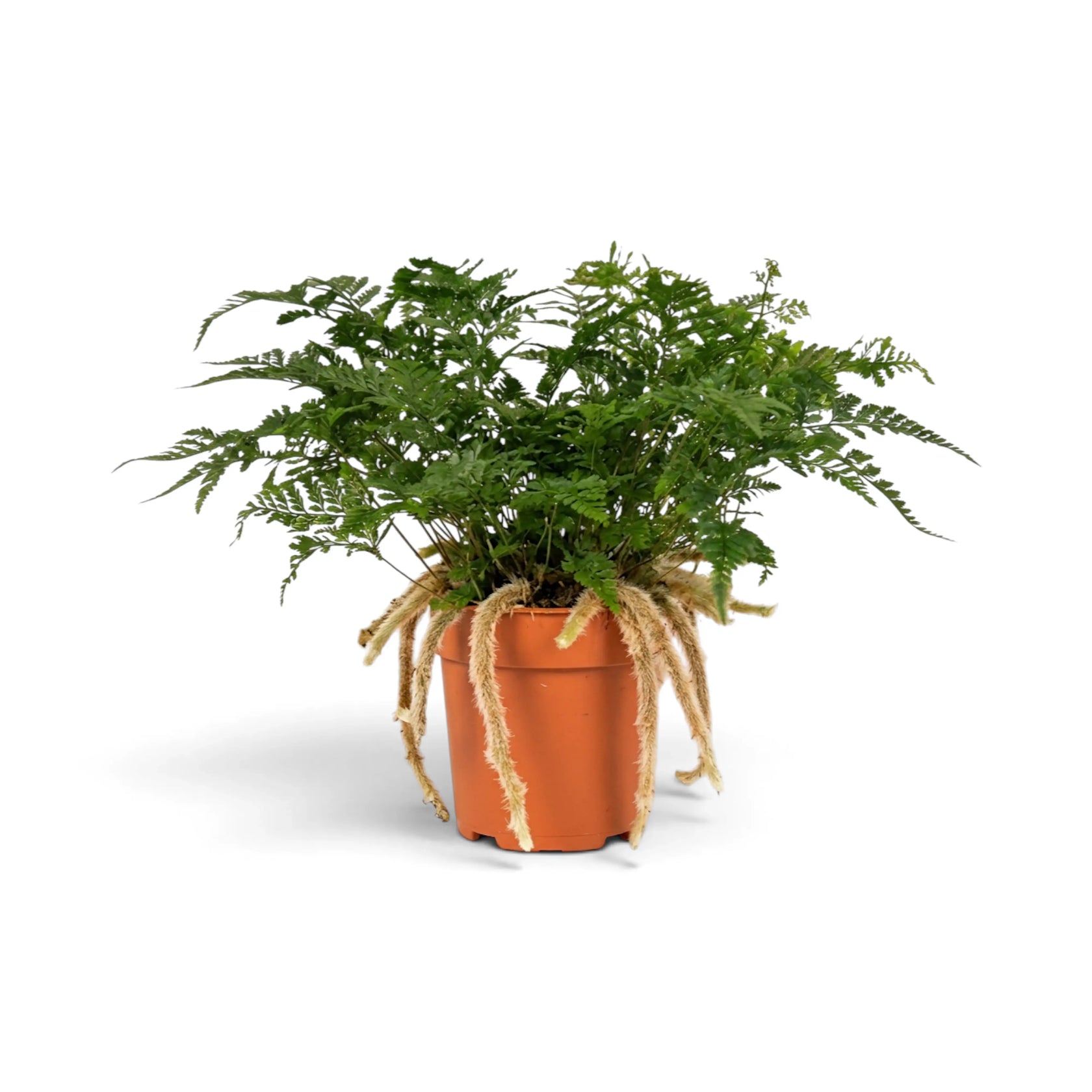 Davallia tyermanii with lacy fronds and long furry rhizomes, front view