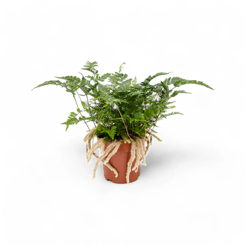Davallia tyermannii potted plant in nursery pot on white background.