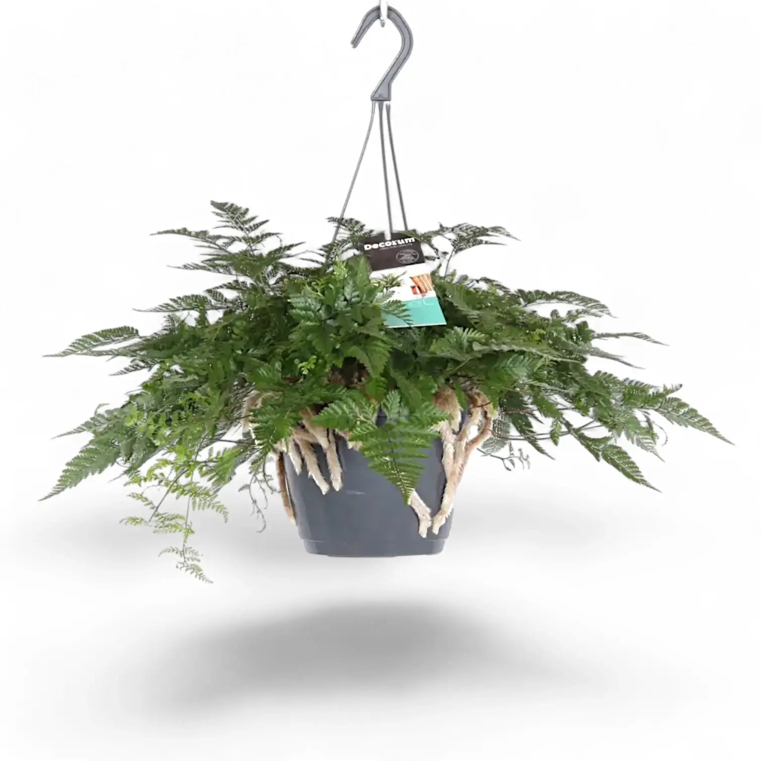 Davallia tyermannii potted plant in nursery pot on white background.