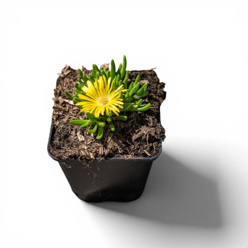 Delosperma congestum close-up detail.
