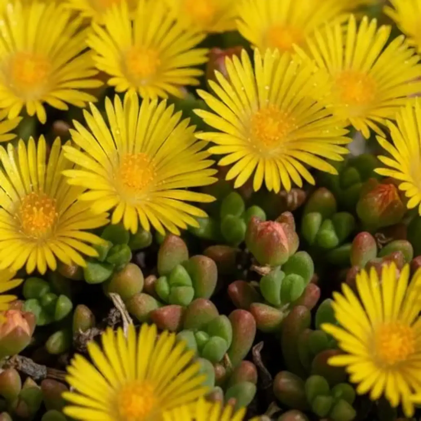 Delosperma congestum in nursery pot close-up.
