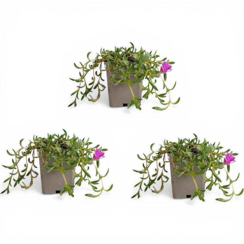 Delosperma cooperi 'Table Mountain' detail shot.