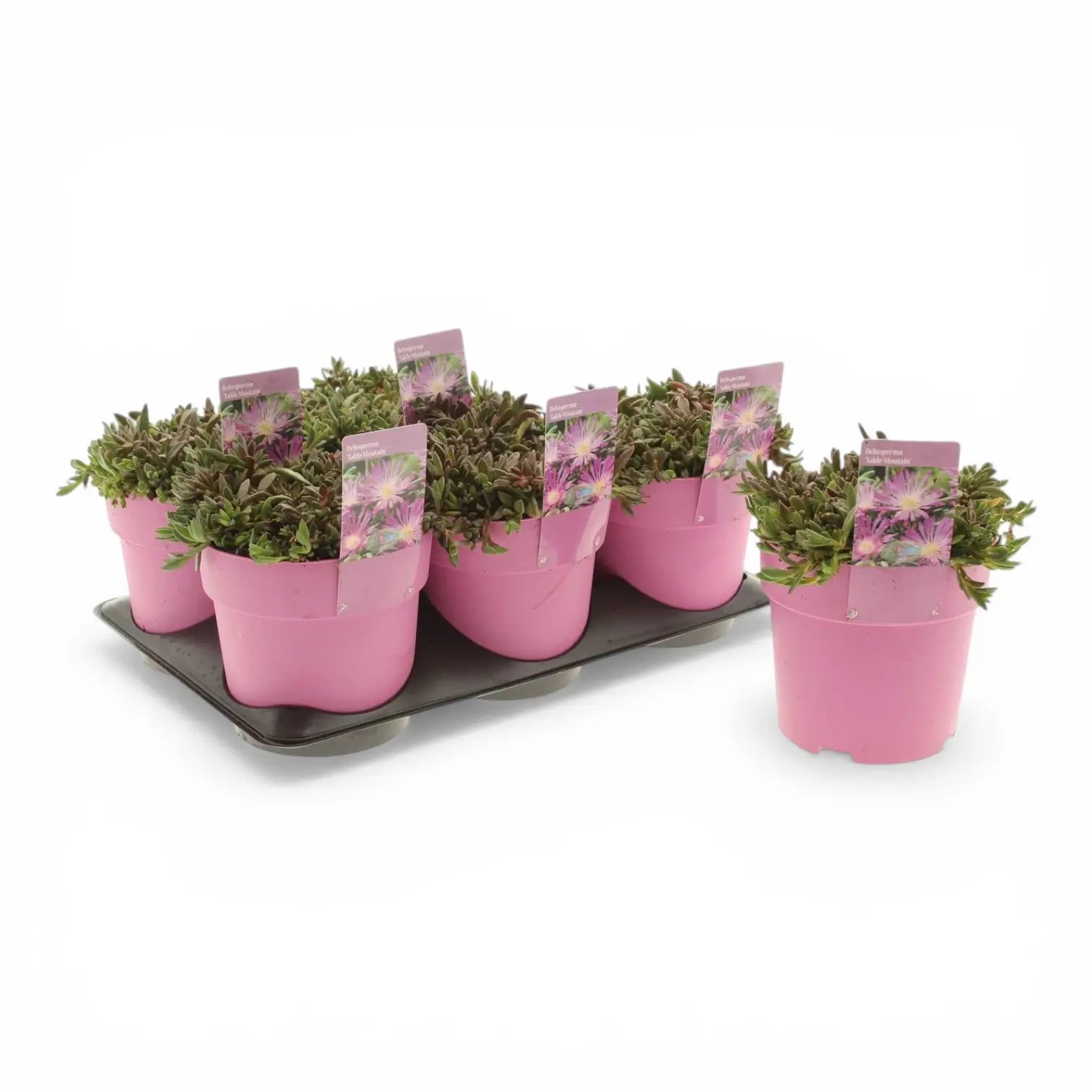 Delosperma cooperi 'Table Mountain' – Detailaufnahme.