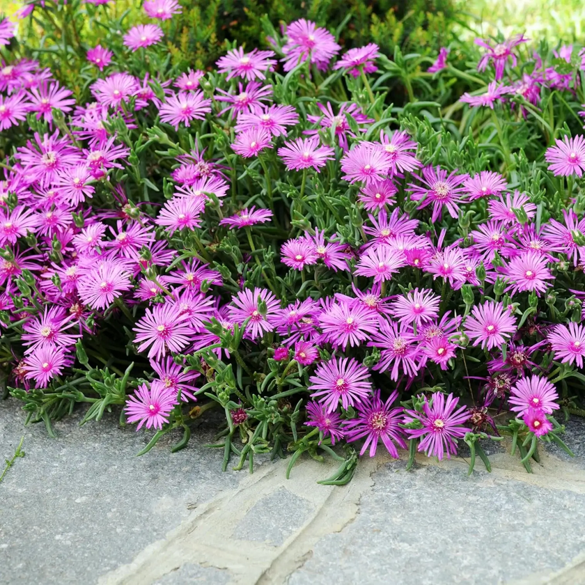 Delosperma cooperi 'Table Mountain' close-up detail.