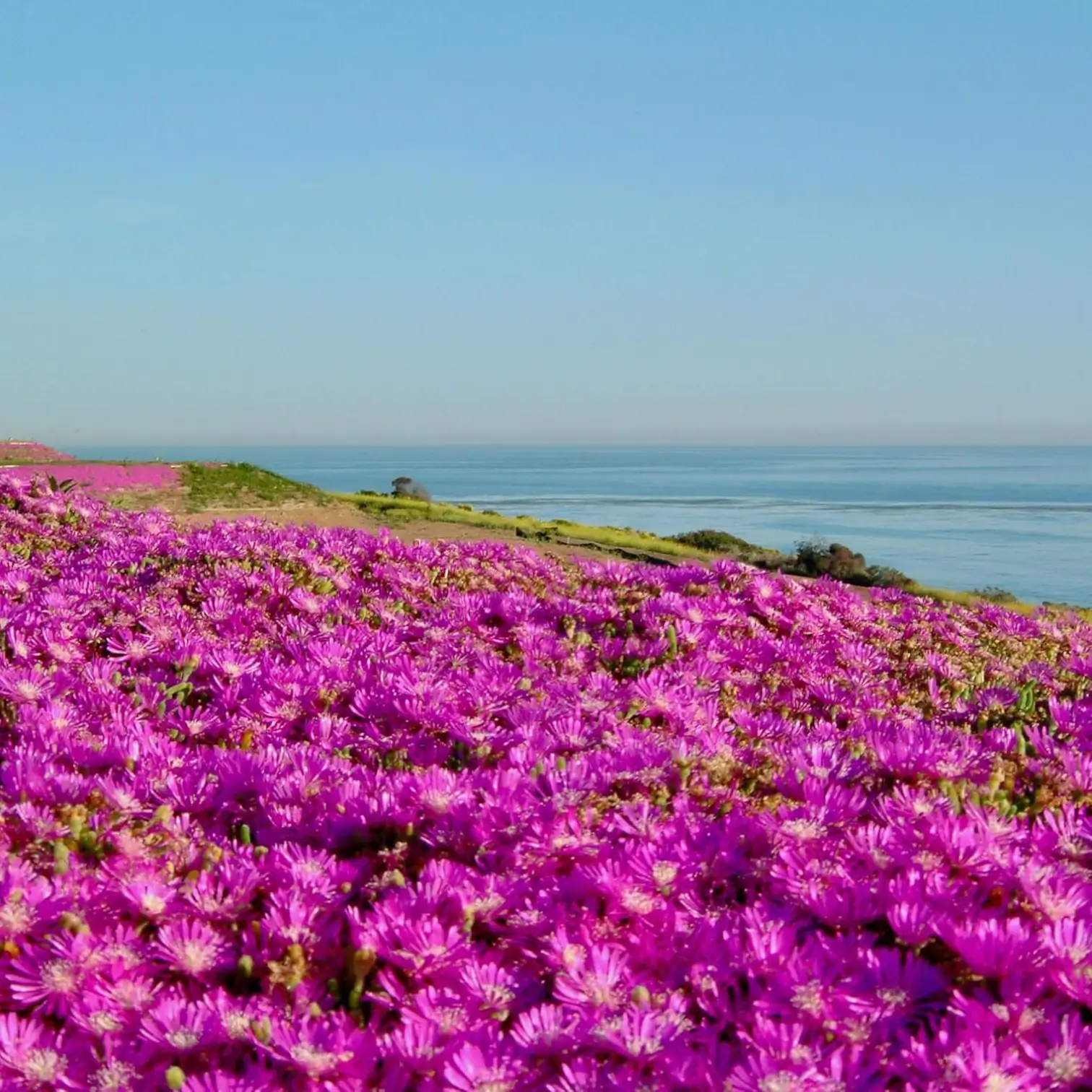 Delosperma cooperi 'Table Mountain' – Detailaufnahme der Pflanze.