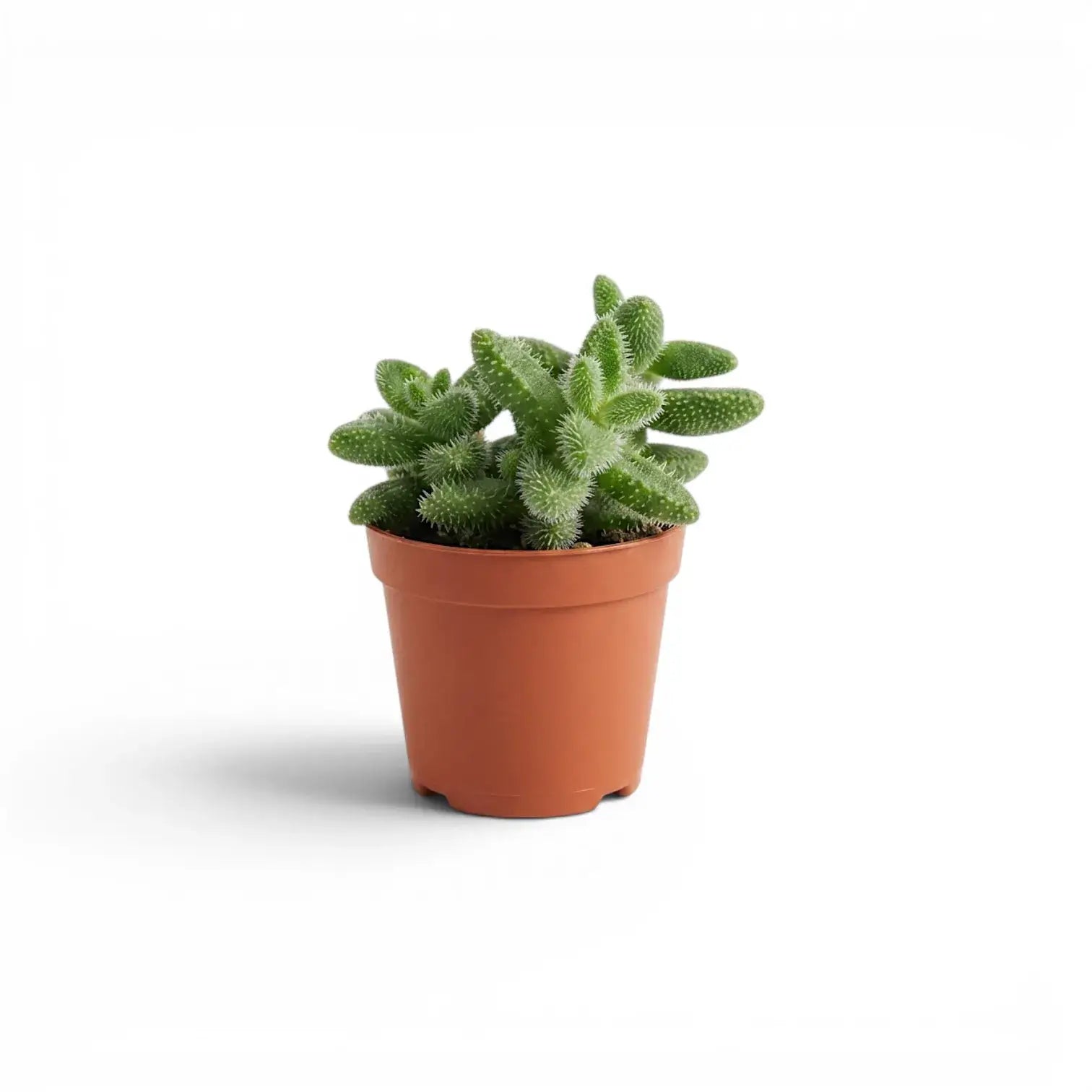 Kleine grüne Delosperma echinatum-Pflanze mit stachelartigen Blättern im terrakottafarbenen Kunststoff-Kulturtopf vor weißem Hintergrund.