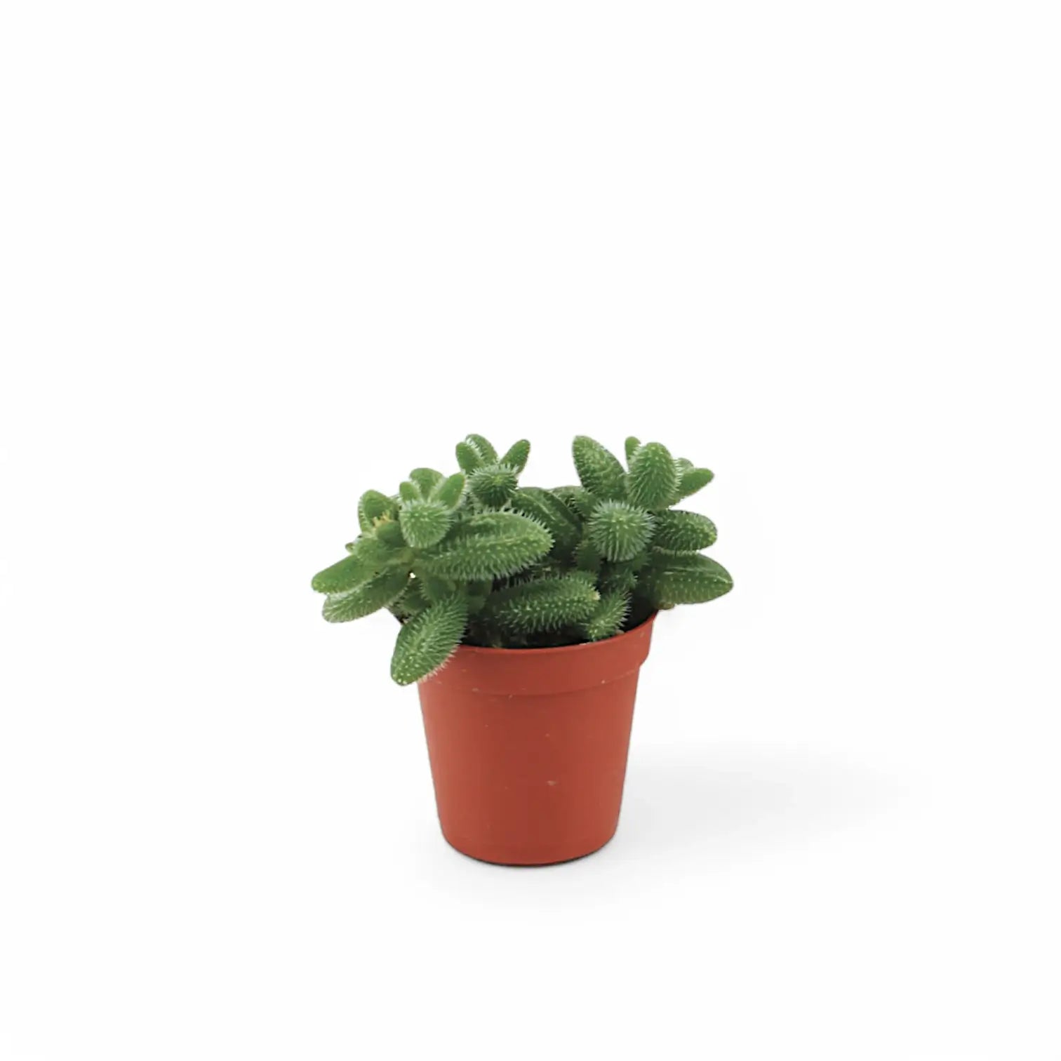 Delosperma echinatum potted plant in nursery pot on white background.