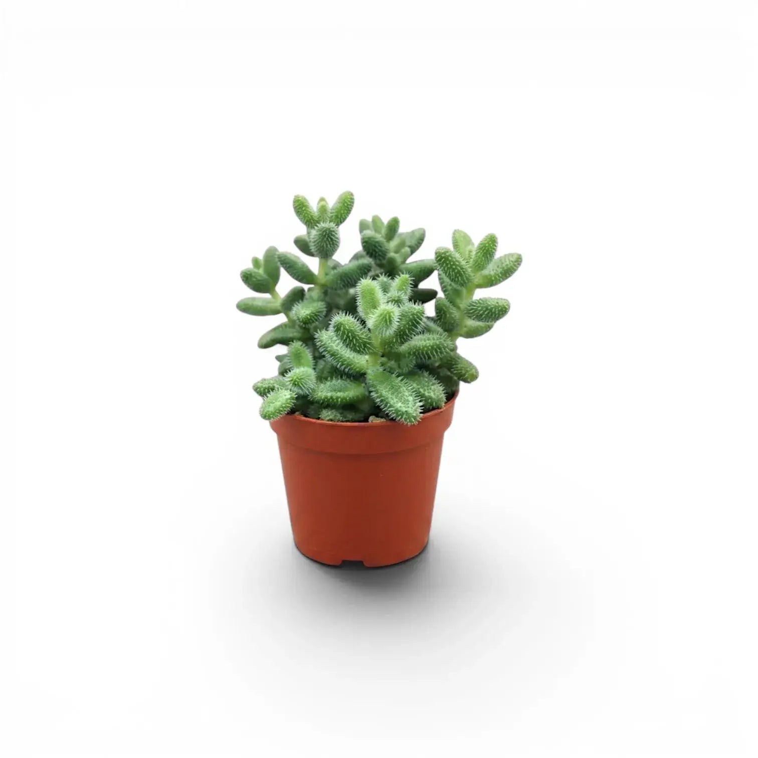 Delosperma echinatum mit verzweigten Trieben und stachelartig wirkenden Blättern im terrakottafarbenen Kunststoff-Kulturtopf vor weißem Hintergrund.