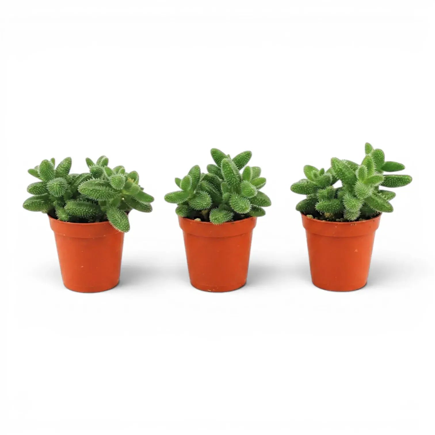 Drei Delosperma echinatum-Pflanzen in Kulturtöpfen.